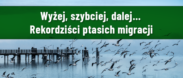 Ptasie migracje Eco News Naglowek