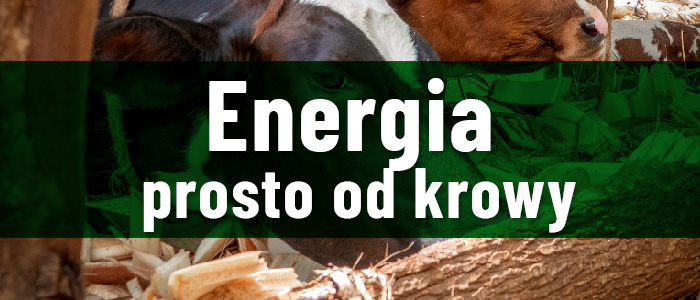 Energia prosto od krowy